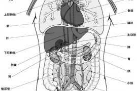 人体内脏布局图-人体结构(内脏)图