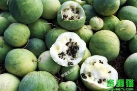 零食西瓜子是西瓜里的籽吗