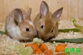 生活中的兔子更喜欢哪种食物
