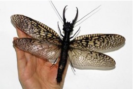 世界上最大的蜻蜓，蛇蜻蜓比巴掌还要大！