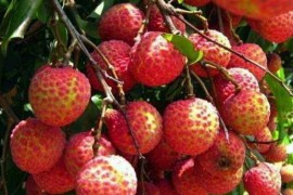 全球最贵十种水果，挂绿母树荔枝价格不菲，黑皮西瓜一年只产100个