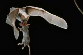 世界上最小的哺乳动物 大黄蜂蝙蝠仅2克