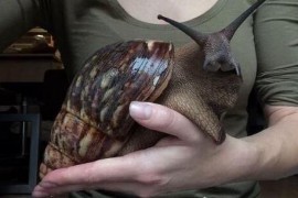 世界上最大的蜗牛 巨型蜗牛长达20cm
