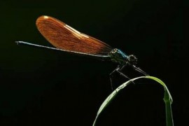 世界上最可怕的蜻蜓 鬼蜻蜓脚上刚毛如铁钩 飞行声音似轰炸机