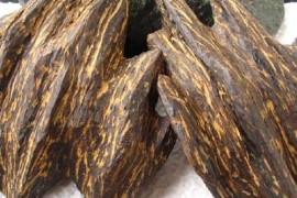 世界上最贵的木头：奇楠沉香木(价格每克2000