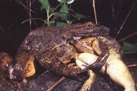 世界上最大的青蛙 非洲巨蛙重达3公斤，体长可达33厘米