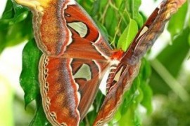 世界上最美丽的飞蛾 阿特拉斯蛾背上有令人印象深刻的图案