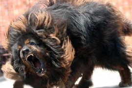 世界上最厉害的狗鬼脸藏獒 危险度堪比猛兽