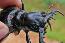 世界上最大的食肉甲虫 大王虎甲镰刀一样的上颚 堪称非洲杀戮机器