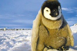 世界上最大的企鹅 帝企鹅身高可至1.3米