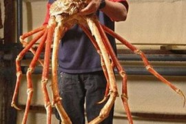 世界上最大的螃蟹，巨型杀人蟹蜘蛛蟹重40斤！