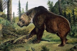 地球上体型最大的熊，巨型短面熊站立时高达5米！