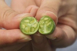 世界上最小的西瓜佩普基诺，超级小的拇指西瓜你吃过吗？