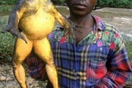 世界上最大的蛙类，喀麦隆巨蛙即将灭绝