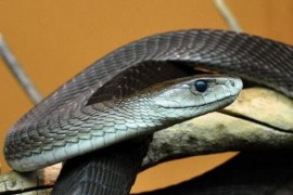 世界上速度最快的蛇，黑曼巴蛇能追上马，毒性很强