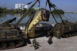世界上最长的蛇 红海巨蛇长达500米 红海巨蛇杀害了600人