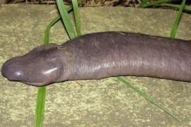 世界上最丑的蛇巴西盲蛇 形似男性生殖器看了恶心