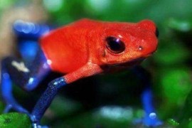 世界上极危青蛙 红带箭毒蛙极度濒危物种 最毒的可毒死10名成年人