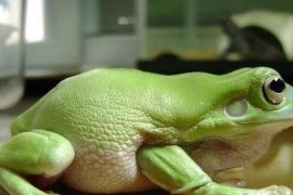 世界上最受欢迎的青蛙 温和亲人的老爷树蛙