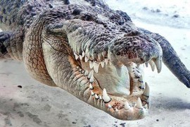 世界咬合力第一的动物 湾鳄咬合力达1900公斤