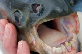 世界上最奇葩的鱼人齿鱼 专吃男性睾丸称为睾丸杀手