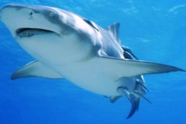 世界上最大的食肉鱼类 大白鲨噬人 身长6.5米体重3200公斤牙长10厘米