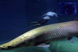 世界上最大的淡水鱼 巨型黄貂鱼重达0.36吨
