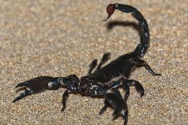 世界上最大的蝎子 非洲帝王蝎最大者达20厘米