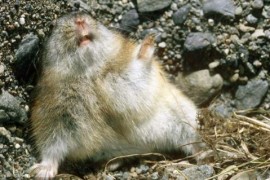世界上什么动物繁殖最快 北极旅鼠被誉为动物界的生产机