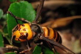 世界上最毒的蜂 虎头蜂不但毒性非常强个头还非常大