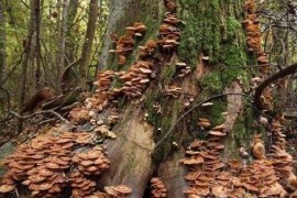 世界上最大的蘑菇 一个活了2400多岁的超大奥氏蜜环菌