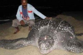 世界上最大千年老龟 长达2.6米重达916公斤因误食塑料而亡
