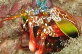 世界上最凶残的虾 雀尾螳螂虾比子弹威力还强