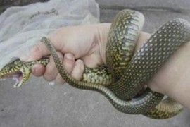 世界上最友好的蛇 四鳗青蛇会看家能保护主人安全