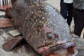 世界上最大的龙趸鱼 马来西亚渔民捕获400斤龙趸王