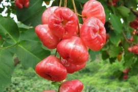 十大形状最奇葩的水果，莲雾被誉为“水果皇帝”、荔枝果又称为阿基果