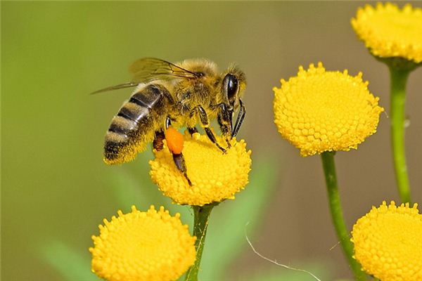 梦见蜜蜂是什么意思