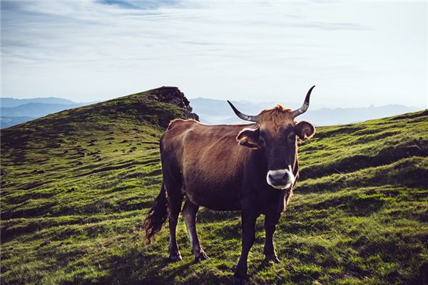 梦见牛是什么预兆